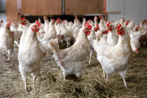 Le galline sono sempre chiuse in gabbia Attenzione alle uova