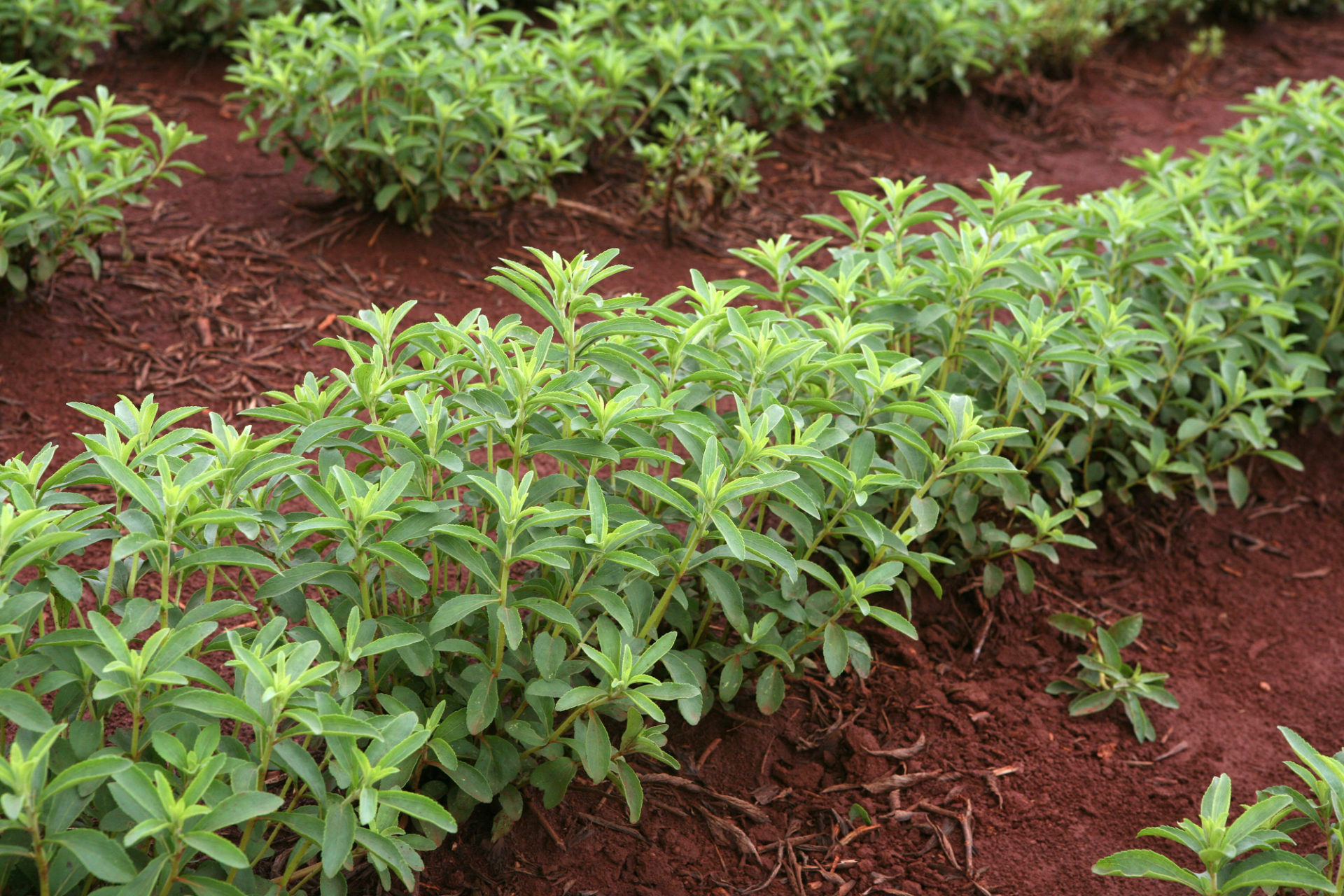 coltivazione di stevia