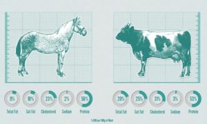 cavallo infografica1