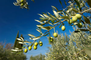 olive olio ulivo