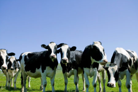 metano, bovini al pascolo