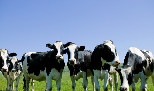 metano, bovini al pascolo