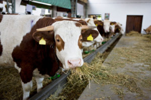 metano mucca bovini controlli allevamenti intensivi
