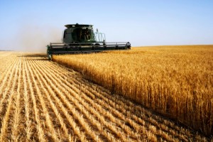 pasta grano campi agricoltura