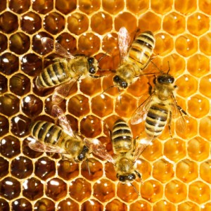 api, glifosato
