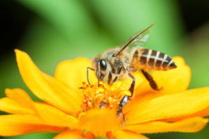 Ape su un fiore giallo; concept: api, impollinatori, insetti