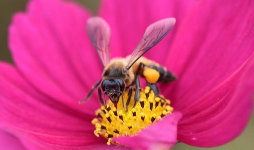 api fiore-