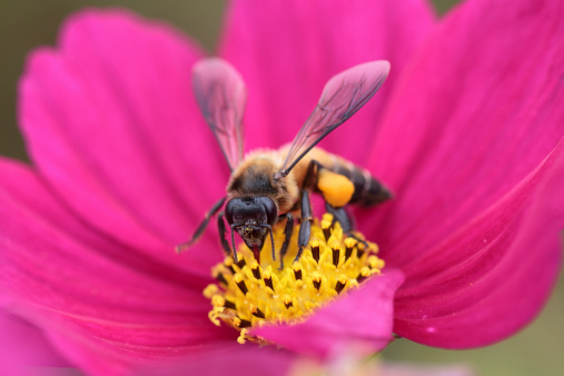 api fiore-