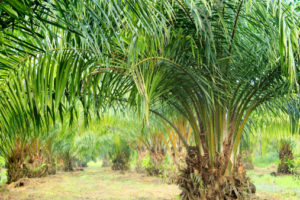 olio di palma