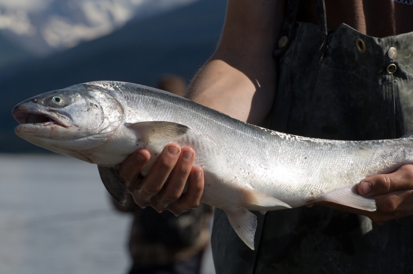 Pescatore tiene in mano un salmone appena pescato; sullo sfondo si intravede un altro pescatore