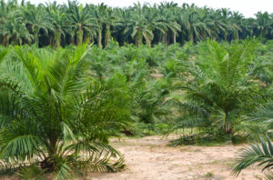 olio di palma Palm Oil Plantation.