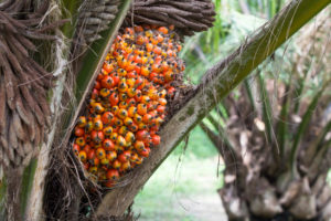 olio di palma Palm fruit on the tree, tropical plant for bio diesel production