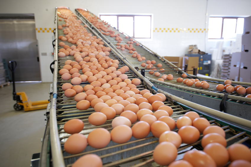 pulcini, industria uova