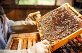 apicoltore api favo apicoltura miele