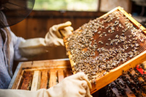 apicoltore api favo apicoltura miele