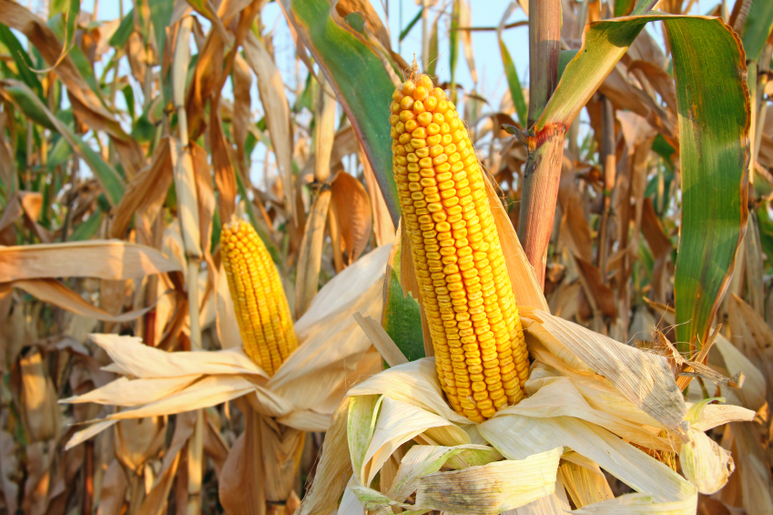 pannocchie in un campo di mais, concept: siccità