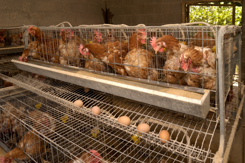 Eurovo dice stop alla galline allevate in gabbia entro il 2025