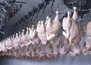 carne pollo industria trasformazione lavorazione