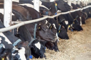 Feeding dairy cows in a farm