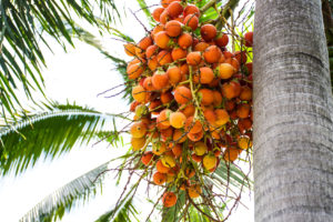 Casco di frutti della palma da olio ancora sulla pianta; concept: olio di palma