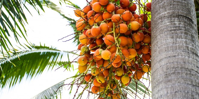 L’olio di palma porta benessere, ma spesso aumenta le disuguaglianze sociali e di genere