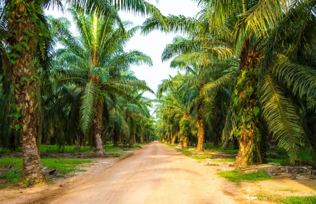 Piantagione di palme da olio; concept olio di palma