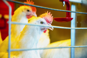 Pollo in incubatrice o in coop. Industria agricola