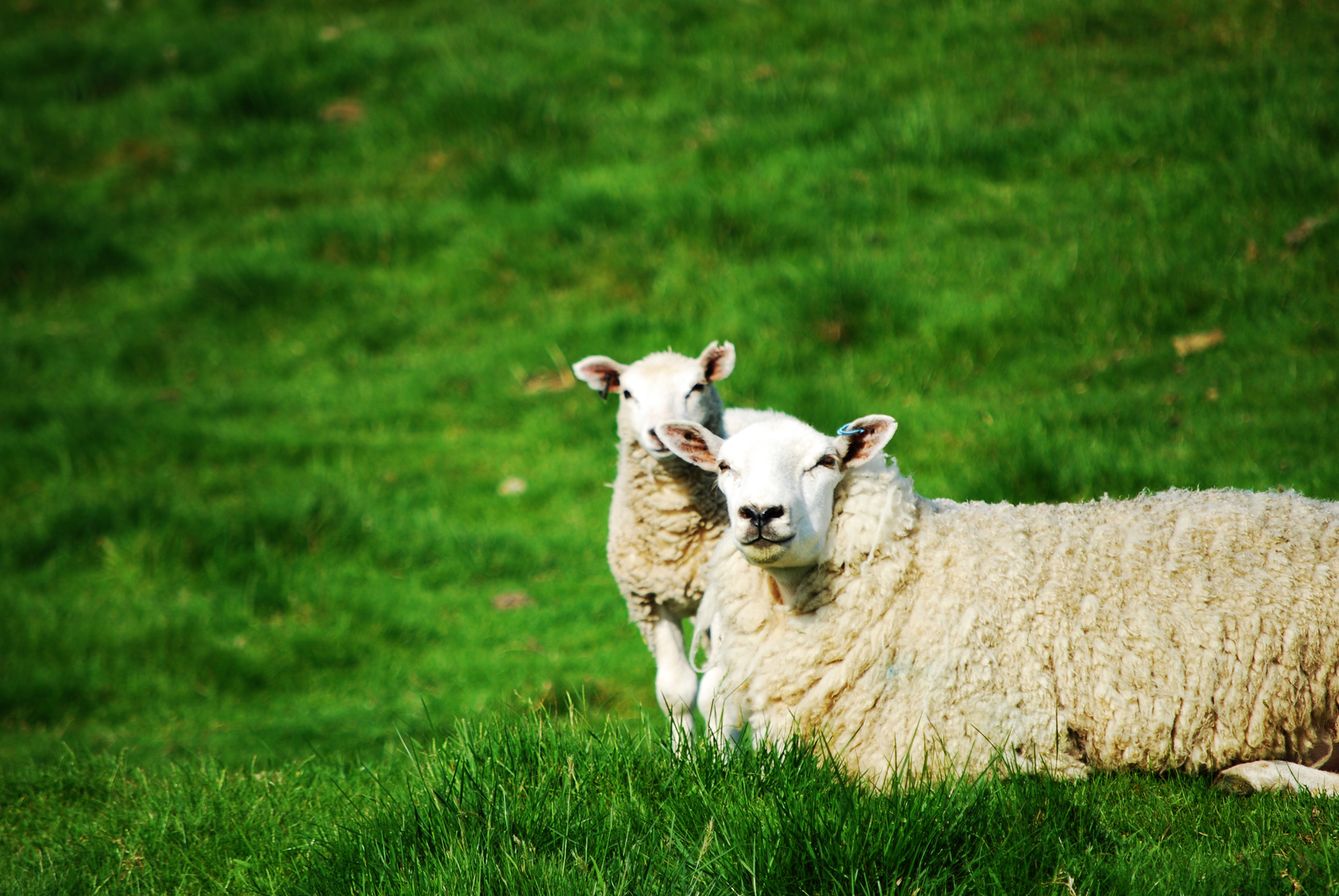 pecora agnello pascolo animali clonati