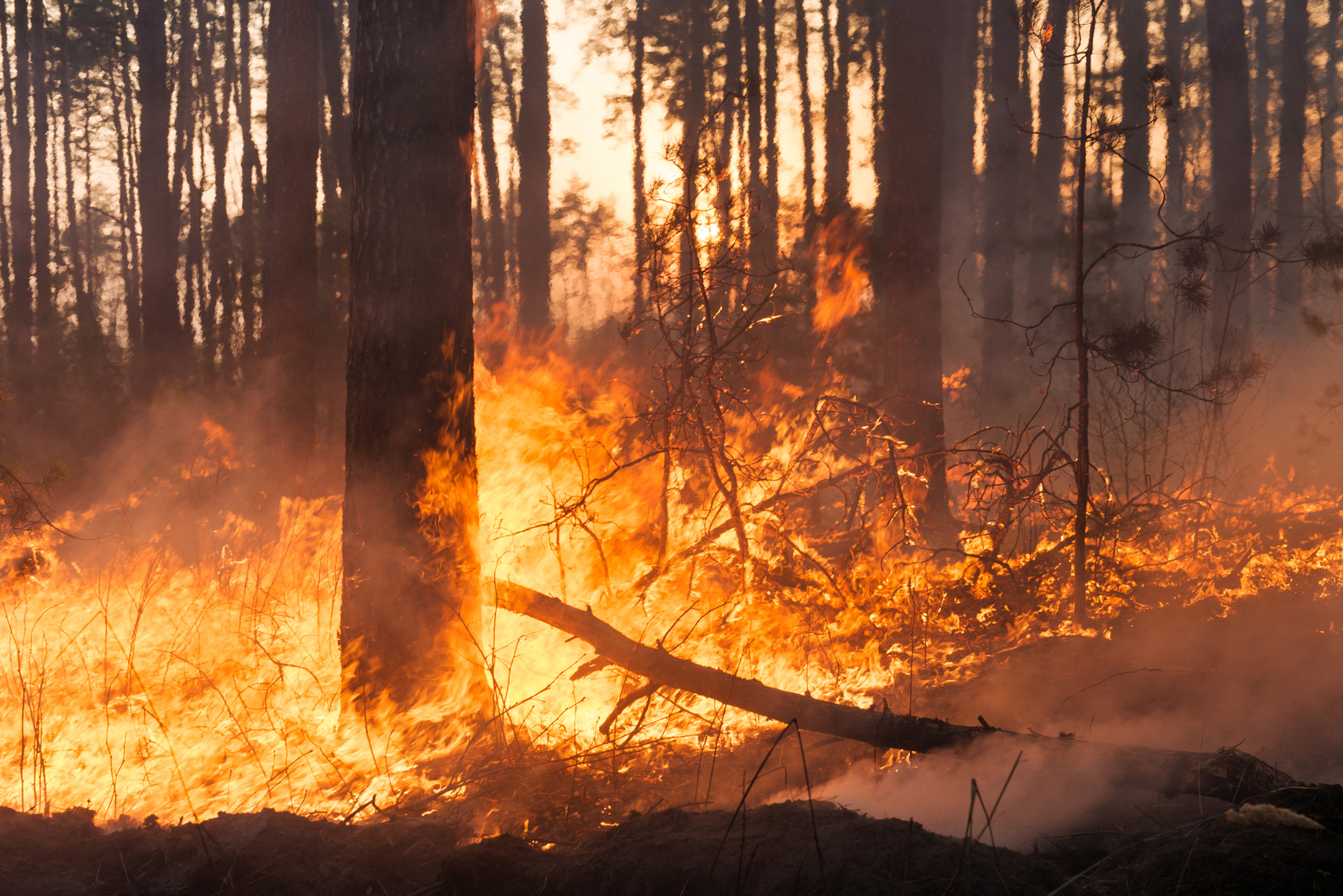 Incendio in un bosco o foresta; deforestazione