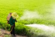 pesticidi erbicidi campi agricoltura riso
