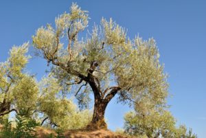Piante di olivo o ulivo