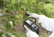 Measuring radiation levels of fruits