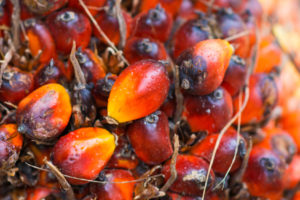 Frutti di palma da olio per la produzione di olio di palma