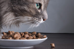 Gatto grigio a pelo lungo mangia bocconcini di cibo per gatti da un piattino