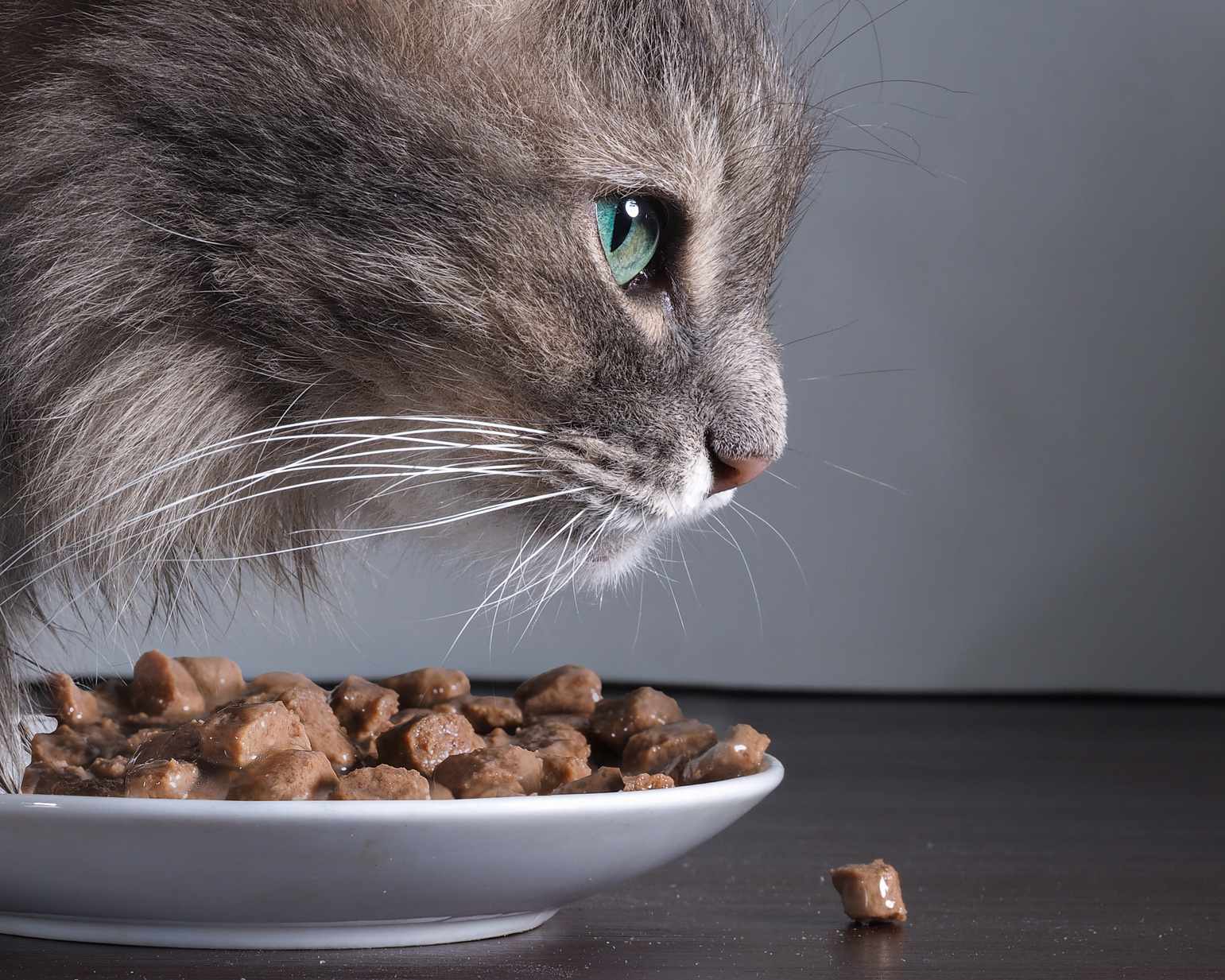 Gatto grigio a pelo lungo mangia bocconcini di cibo per gatti da un piattino