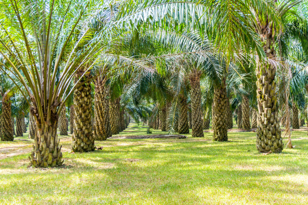 palm oil tree palme da olio piantagione