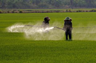 pesticidi erbicidi campi agricoltura 1