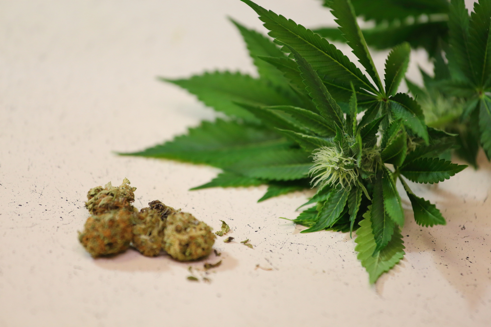 Cannabis, foglie fresche e infiorescenze essiccate