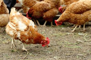 gallina pollo antibiotici