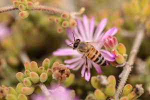 Ape su un fiore; concept: insetti impollinatori, miele, api