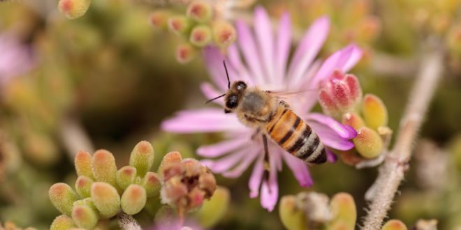api ape fiore miele insetti