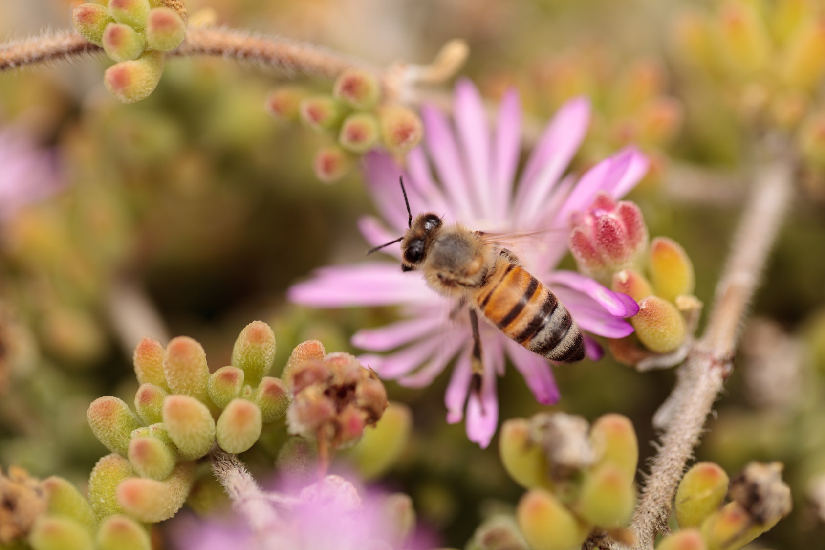 api ape fiore miele insetti, concept: pasta