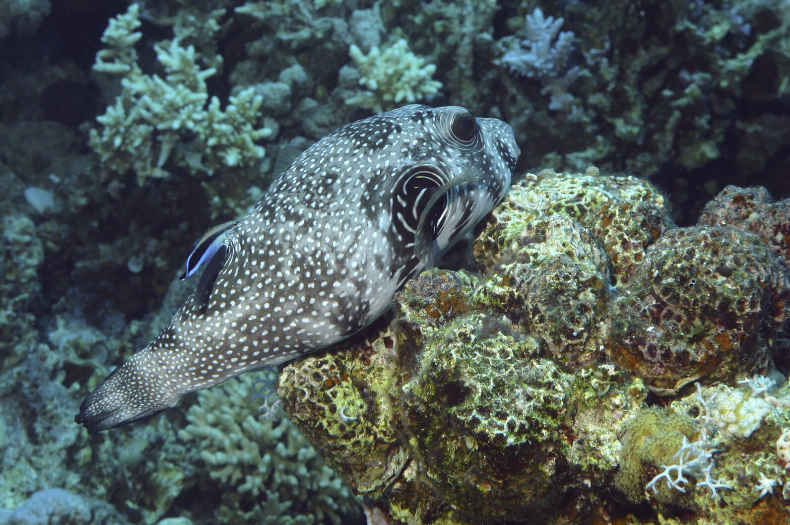 Pesce palla maculato, Mar Rosso, barriera corallina