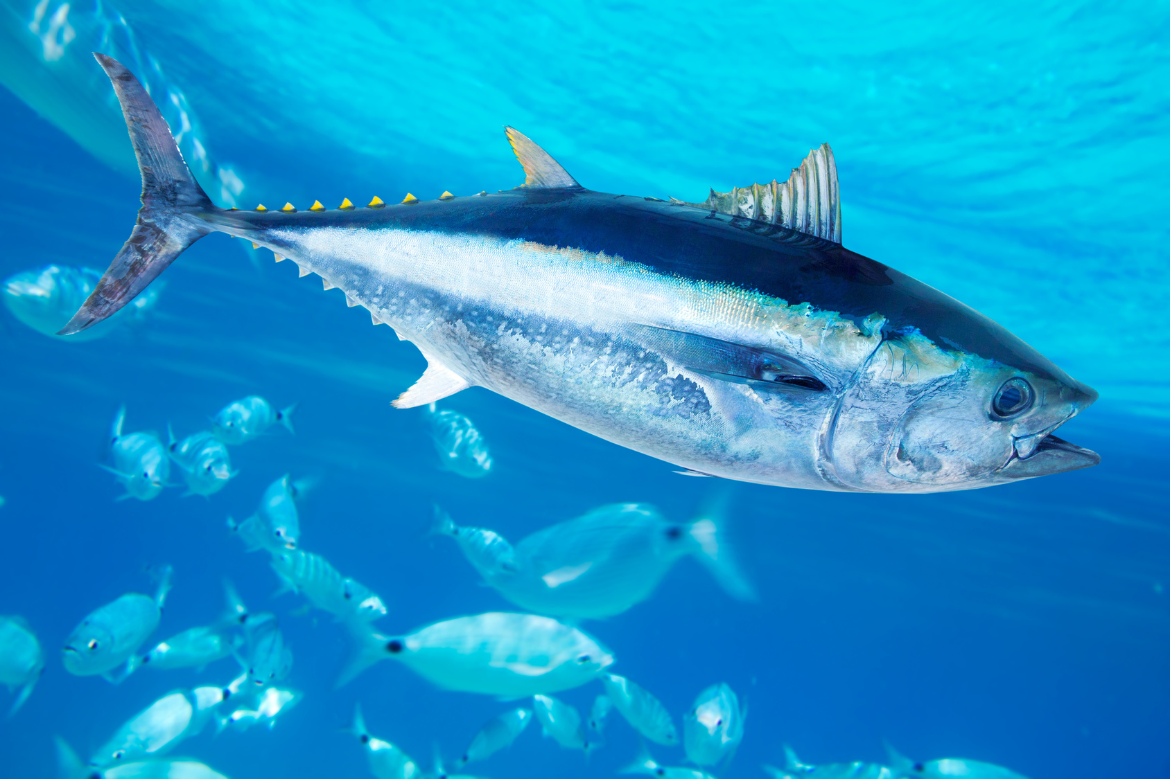 tonno rosso pinna blu nuota in mezzo ad altri pesci