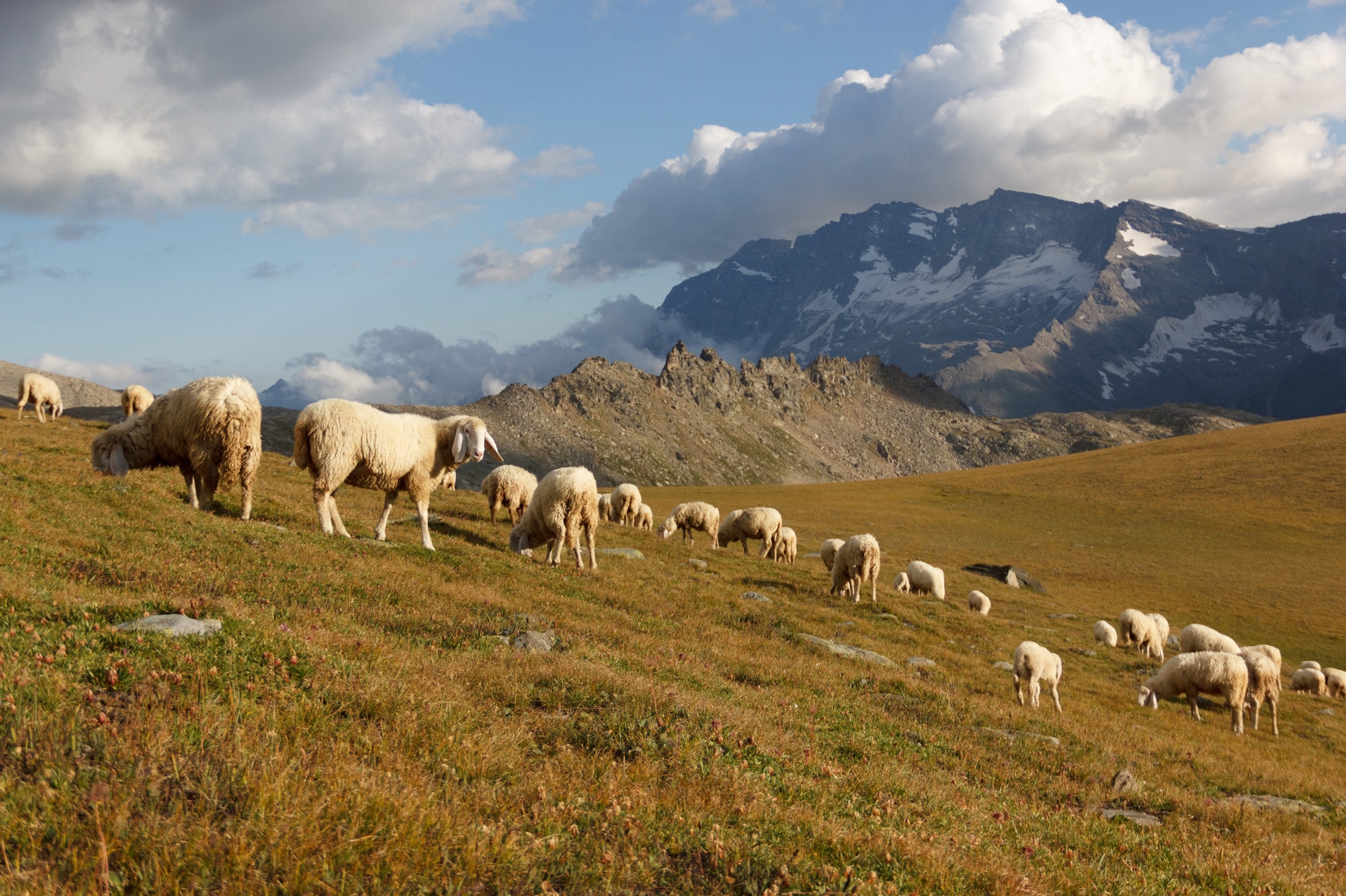 Allevamenti, Pecore al pascolo in montagna