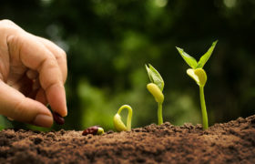 Mano che pianta un seme, accanto a piantine appena germogliate di diversa altezza; concept: coltivare, agricoltura