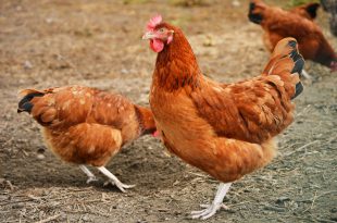 pollo carne animali allevamento influenza aviaria