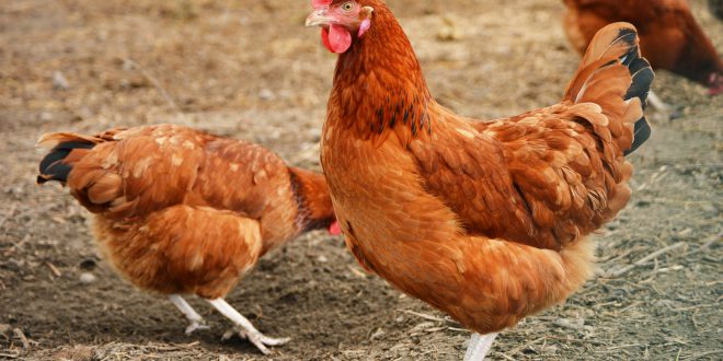 pollo carne animali allevamento influenza aviaria