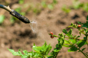 Spraying Insecticide on Colorado Potato Beetle Bugs Larvas
