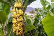 Casco di banane su pianta in una piantagione